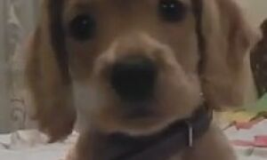 Как приучить щенка писать на улице